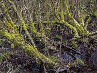 Moorszene mit unzähligen bemoosten Baumstämmen